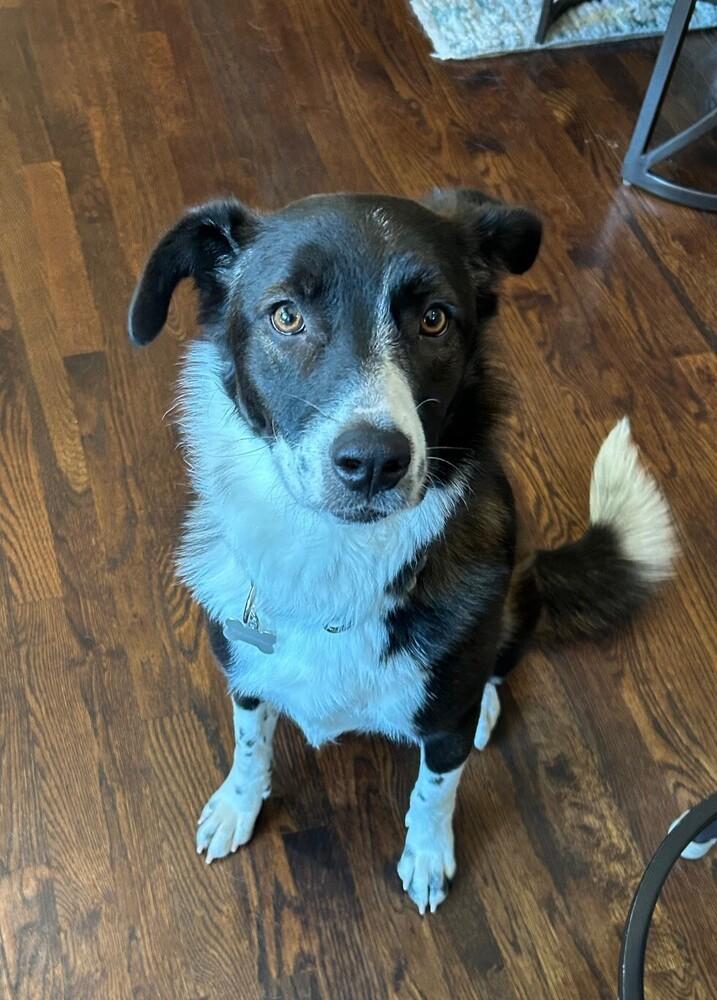 Poppy 1231, a ADOPTABLE Border Collie in Allen, TX image 5/6