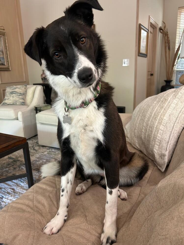 Poppy 1231, ADOPTABLE, Young Female Border Collie.