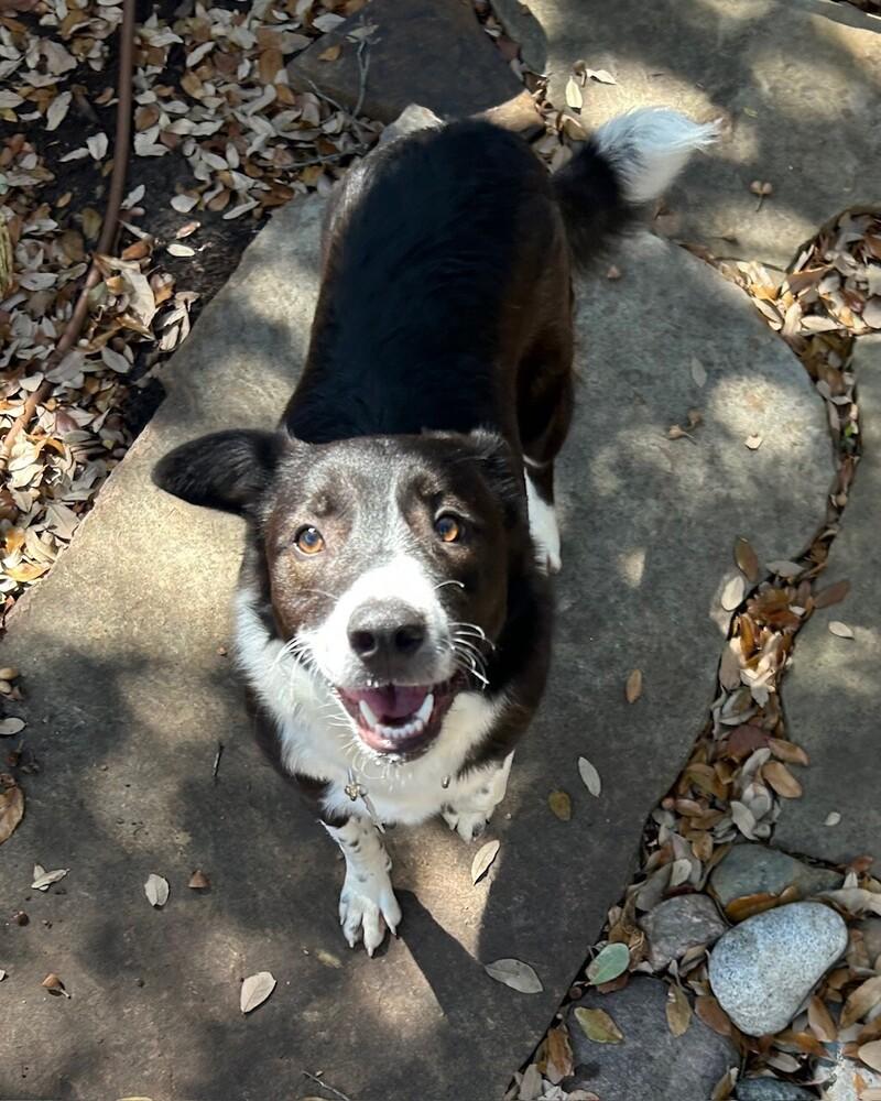 Poppy 1231, a ADOPTABLE Border Collie in Allen, TX image 4/6