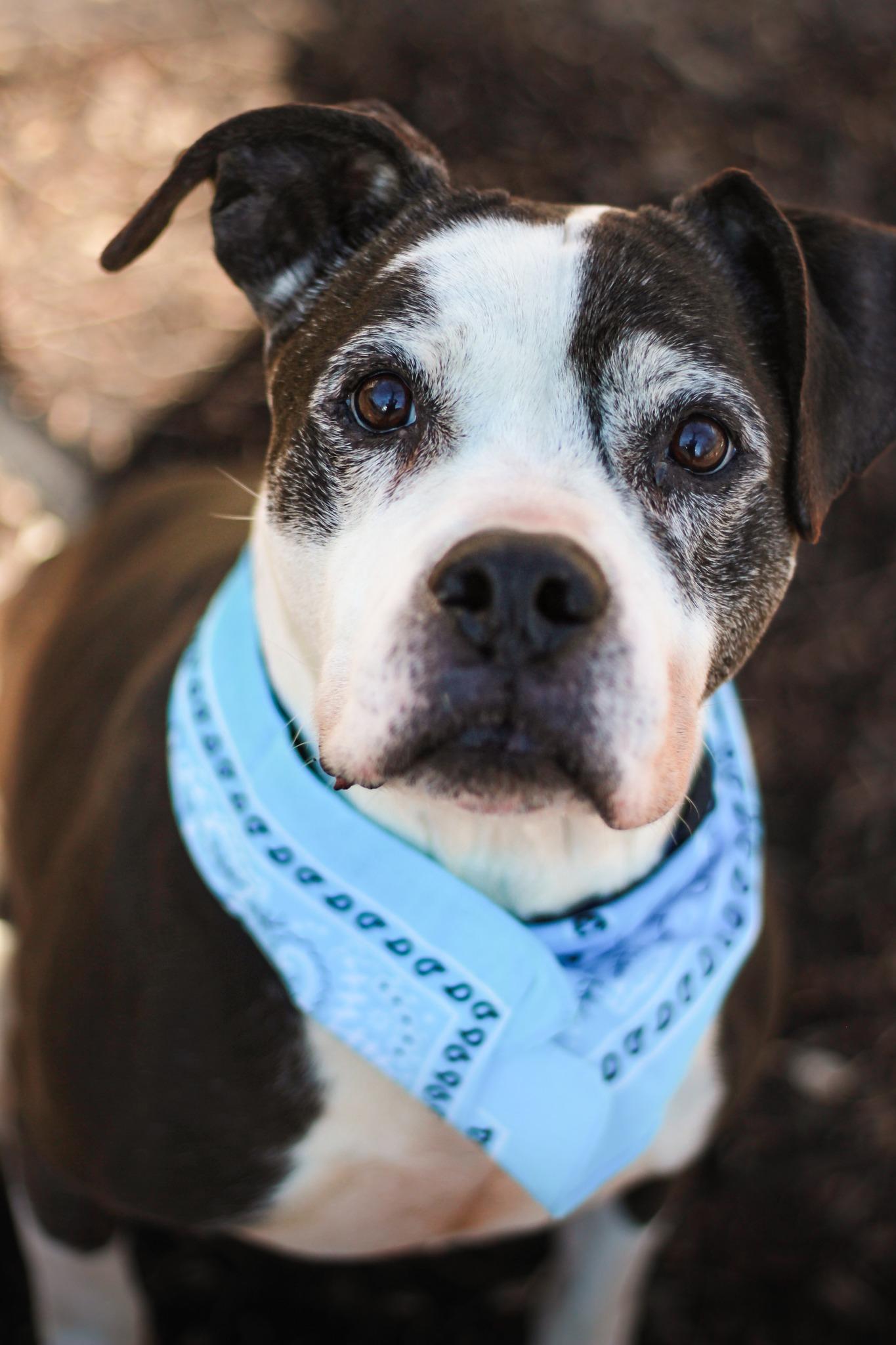 Enlarge Brutus, a Adoptable Pit Bull Terrier in Spencer, IN image 1/2