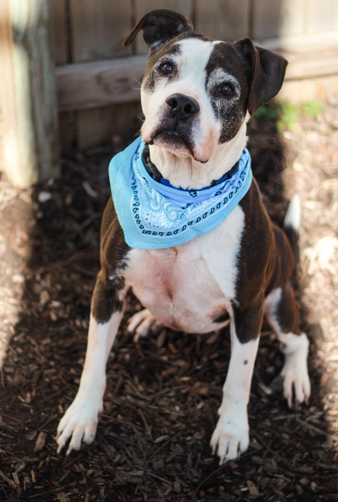 Enlarge Brutus, a Adoptable Pit Bull Terrier in Spencer, IN image 2/2