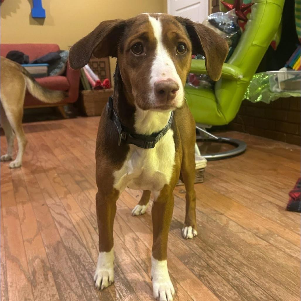 Coco, a Adoptable mixed breed in Starkville, MS image 1/6