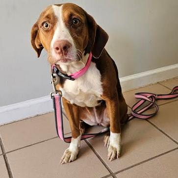 Coco, a Adoptable mixed breed in Starkville, MS image 2/6