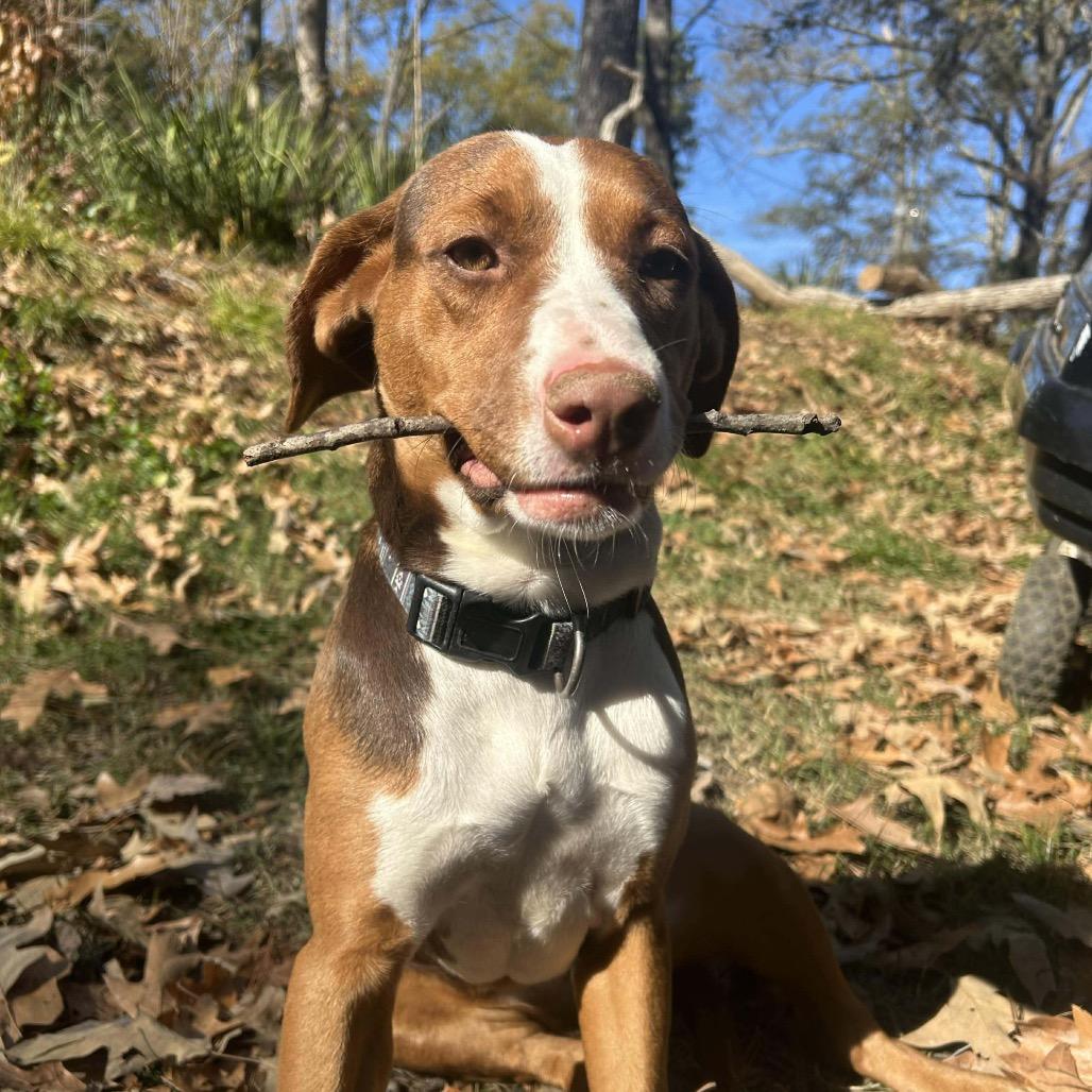 Coco, a Adoptable mixed breed in Starkville, MS image 3/6