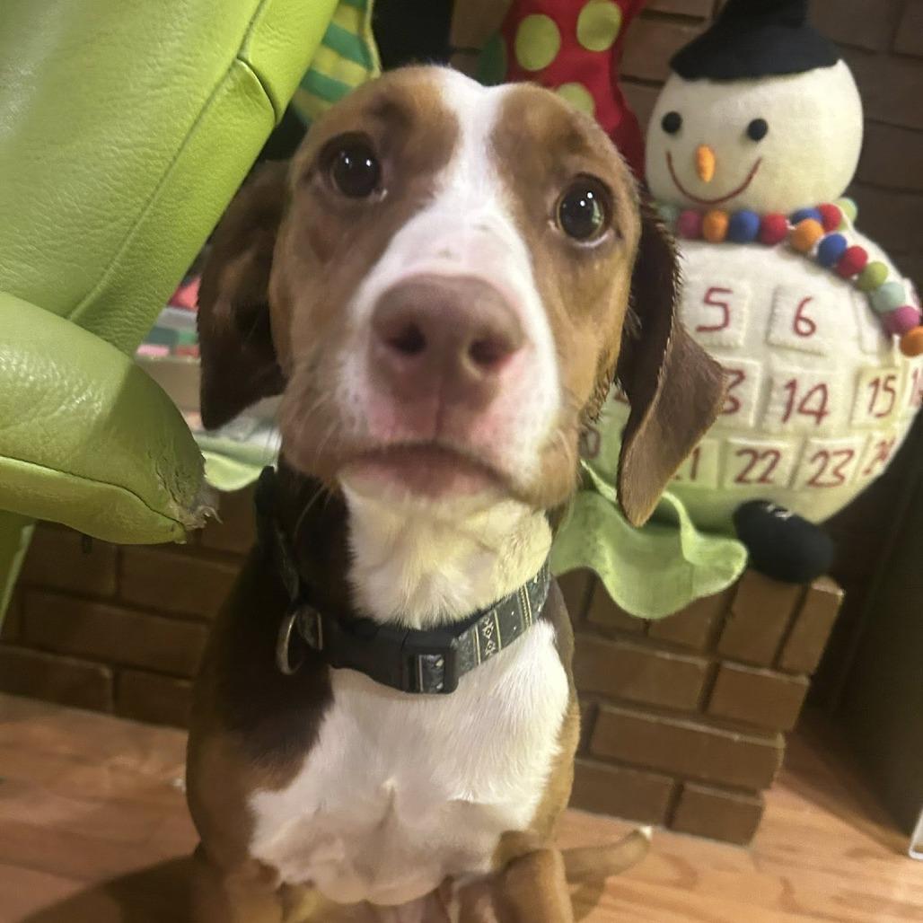 Coco, a Adoptable mixed breed in Starkville, MS image 4/6