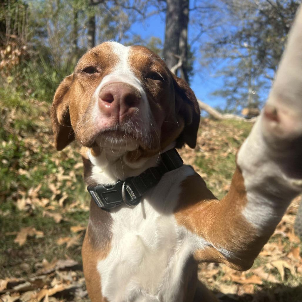 Coco, a Adoptable mixed breed in Starkville, MS image 5/6
