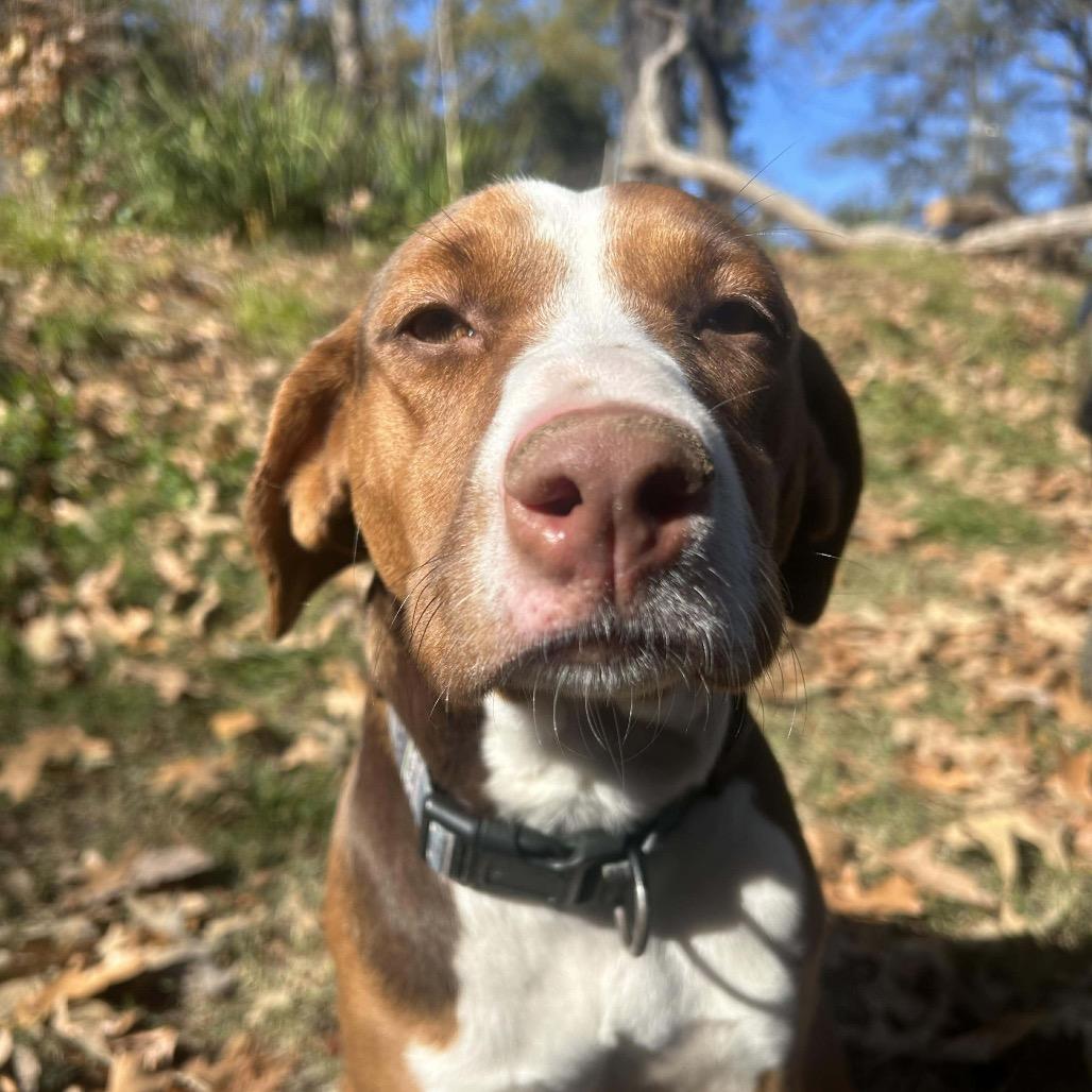 Coco, a Adoptable mixed breed in Starkville, MS image 6/6