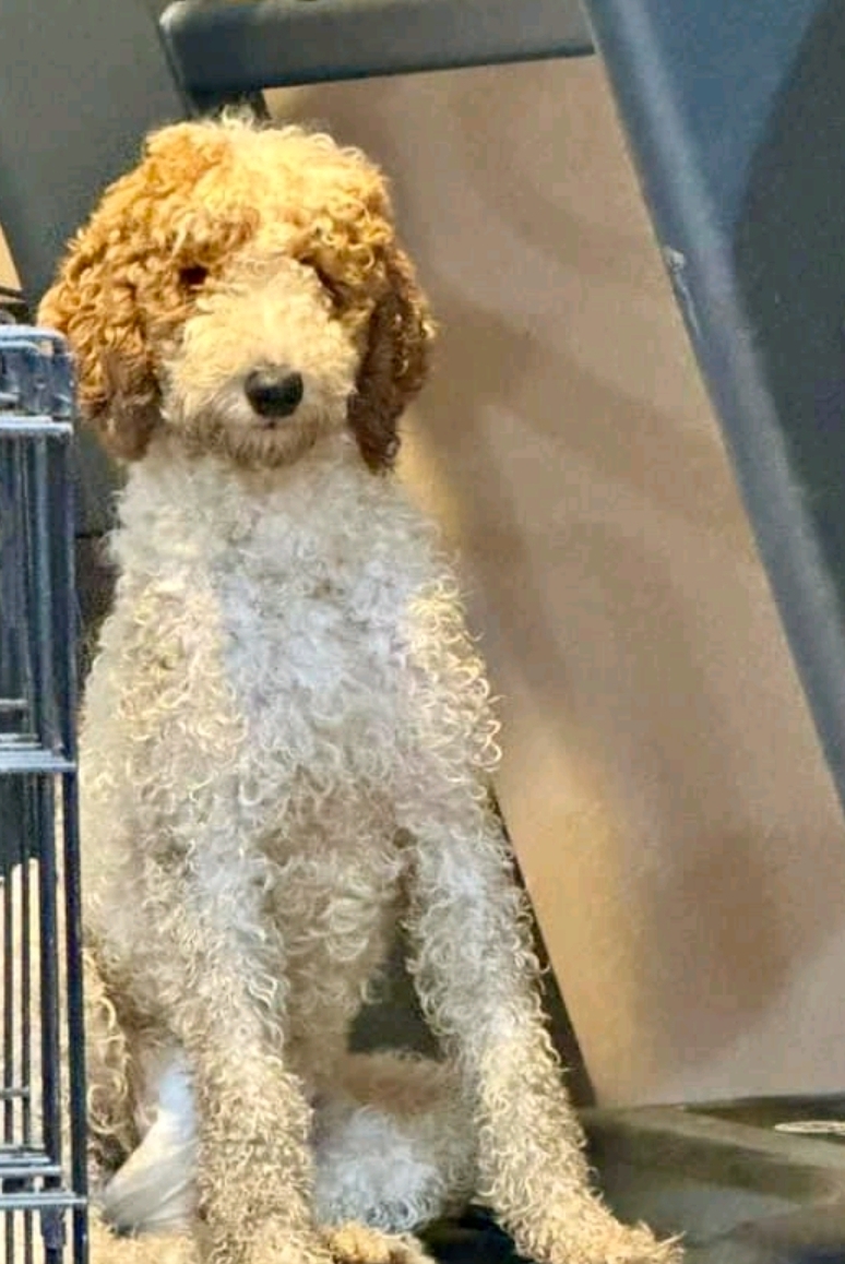 Enlarge Ziva-Standard Poodle (fostered in NH), a Adopted Standard Poodle in Franklin, MA image 2/5