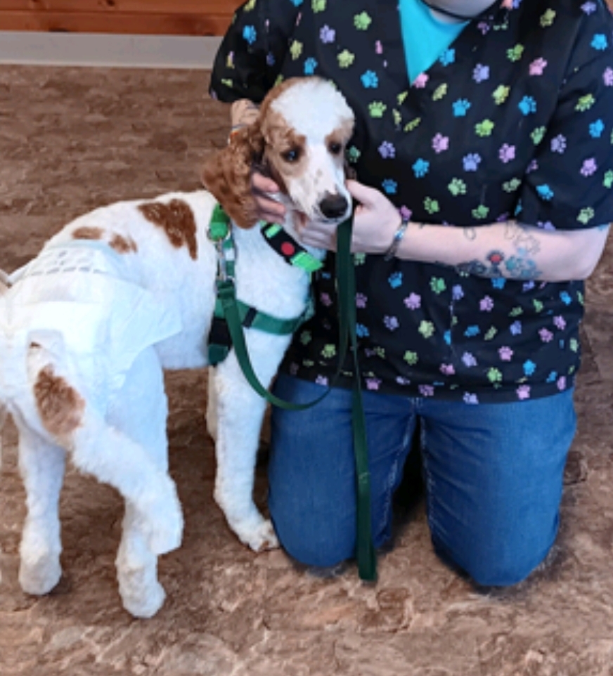 Ziva-Standard Poodle (fostered in NH), Adopted, Puppy Female Standard Poodle.