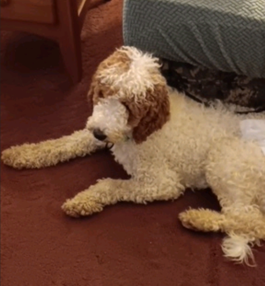 Enlarge Ziva-Standard Poodle (fostered in NH), a Adopted Standard Poodle in Franklin, MA image 4/5