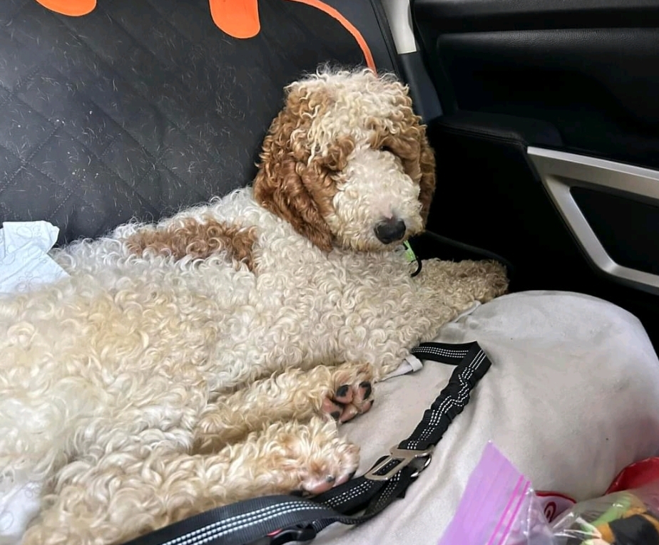 Enlarge Ziva-Standard Poodle (fostered in NH), a Adopted Standard Poodle in Franklin, MA image 3/5