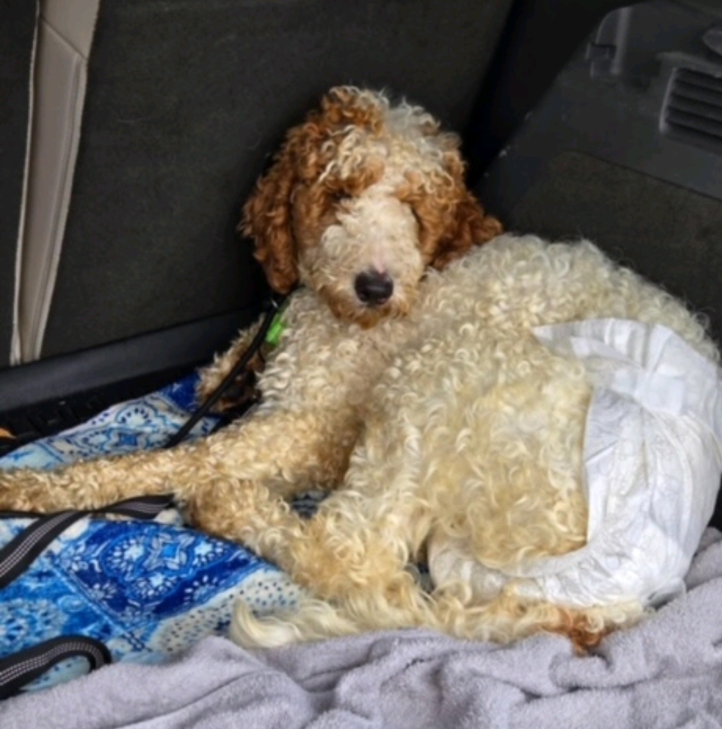 Enlarge Ziva-Standard Poodle (fostered in NH), a Adopted Standard Poodle in Franklin, MA image 5/5