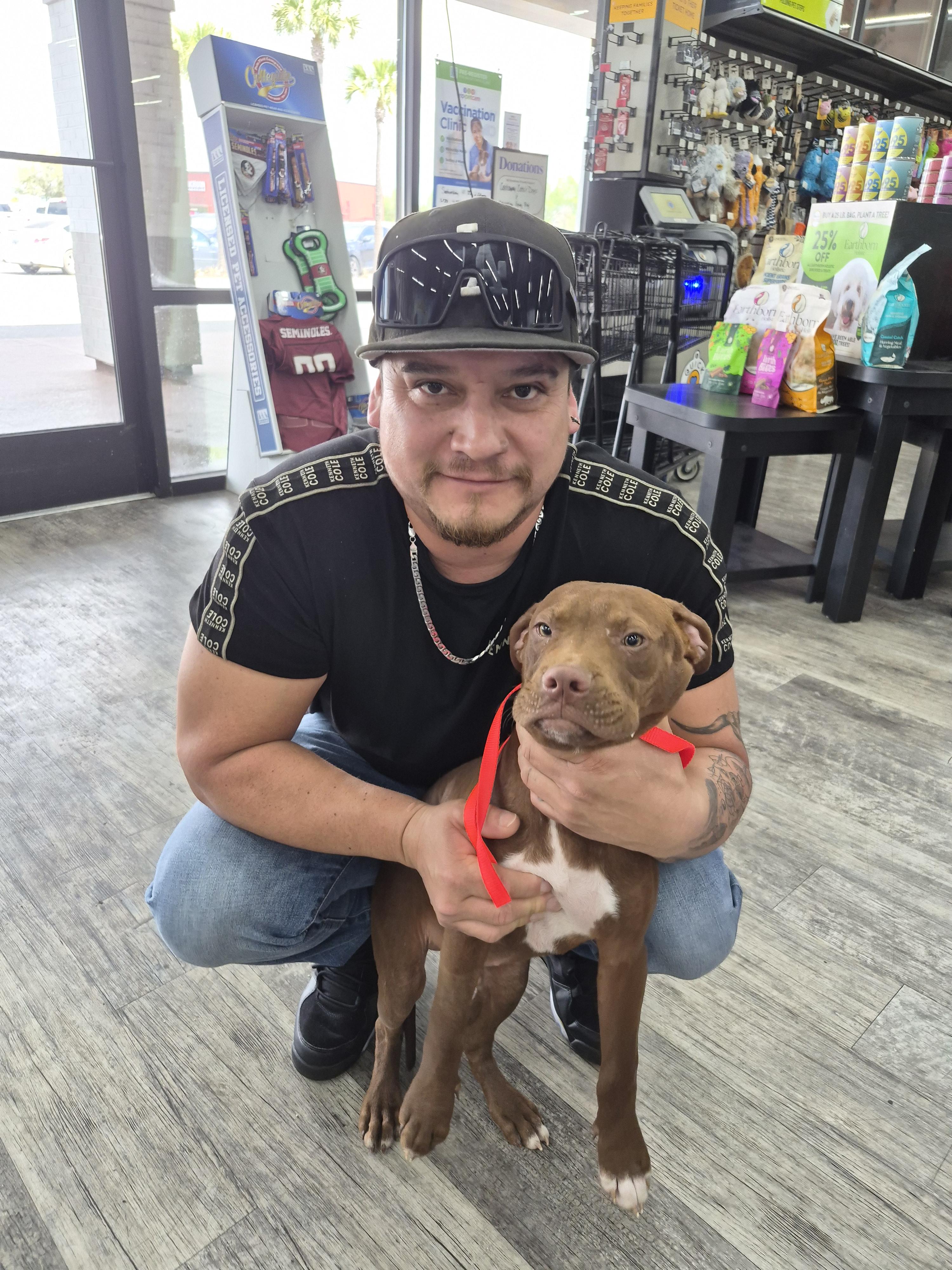 Lil Red, Adopted, Young Male American Bulldog.