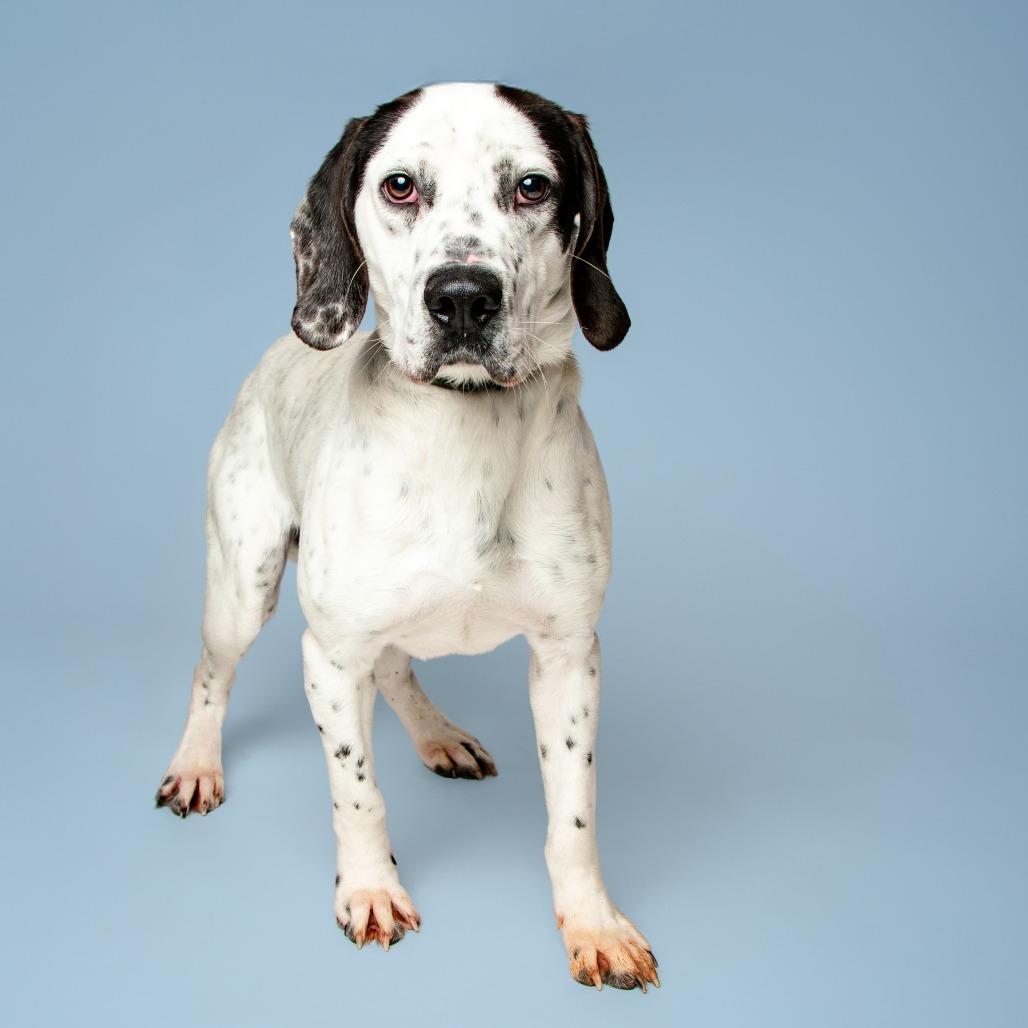 Enlarge Hunter, a Adoptable mixed breed in Jefferson city, TN image 1/3