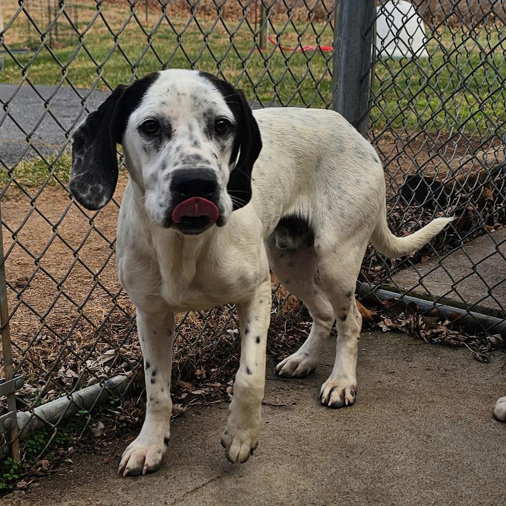 Enlarge Hunter, a Adoptable mixed breed in Jefferson city, TN image 2/3