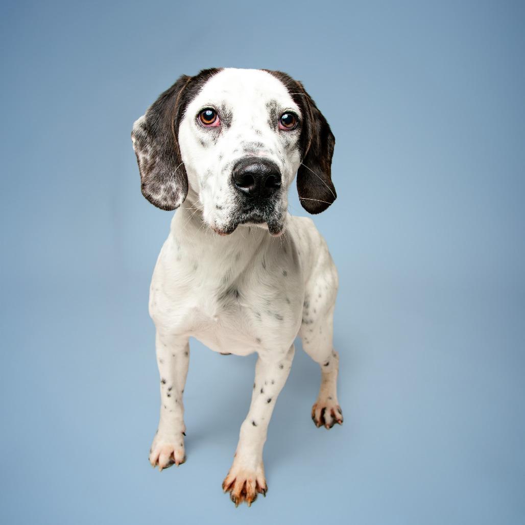 Enlarge Hunter, a Adoptable mixed breed in Jefferson city, TN image 3/3