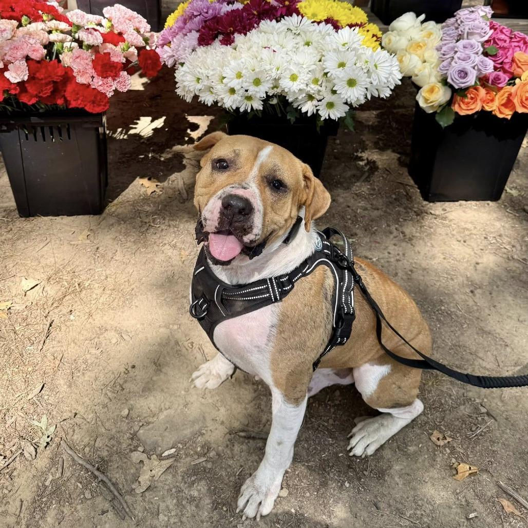 Teddy, Adoptable, Adult Male American Staffordshire Terrier.