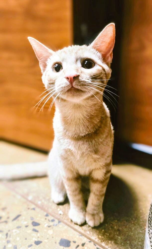 Muppet, Adoptable, Kitten Female Domestic Short Hair.