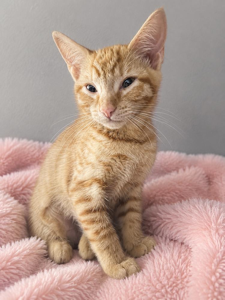 Enlarge Muppet, a Adoptable mixed breed in Carrollton, VA image 2/2