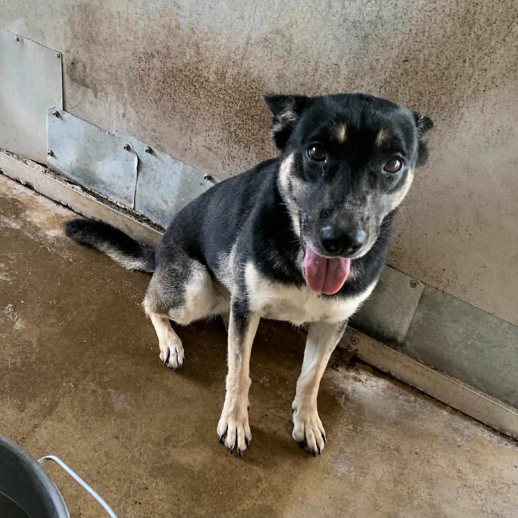 Megan, Adoptable, Adult Female Australian Kelpie.