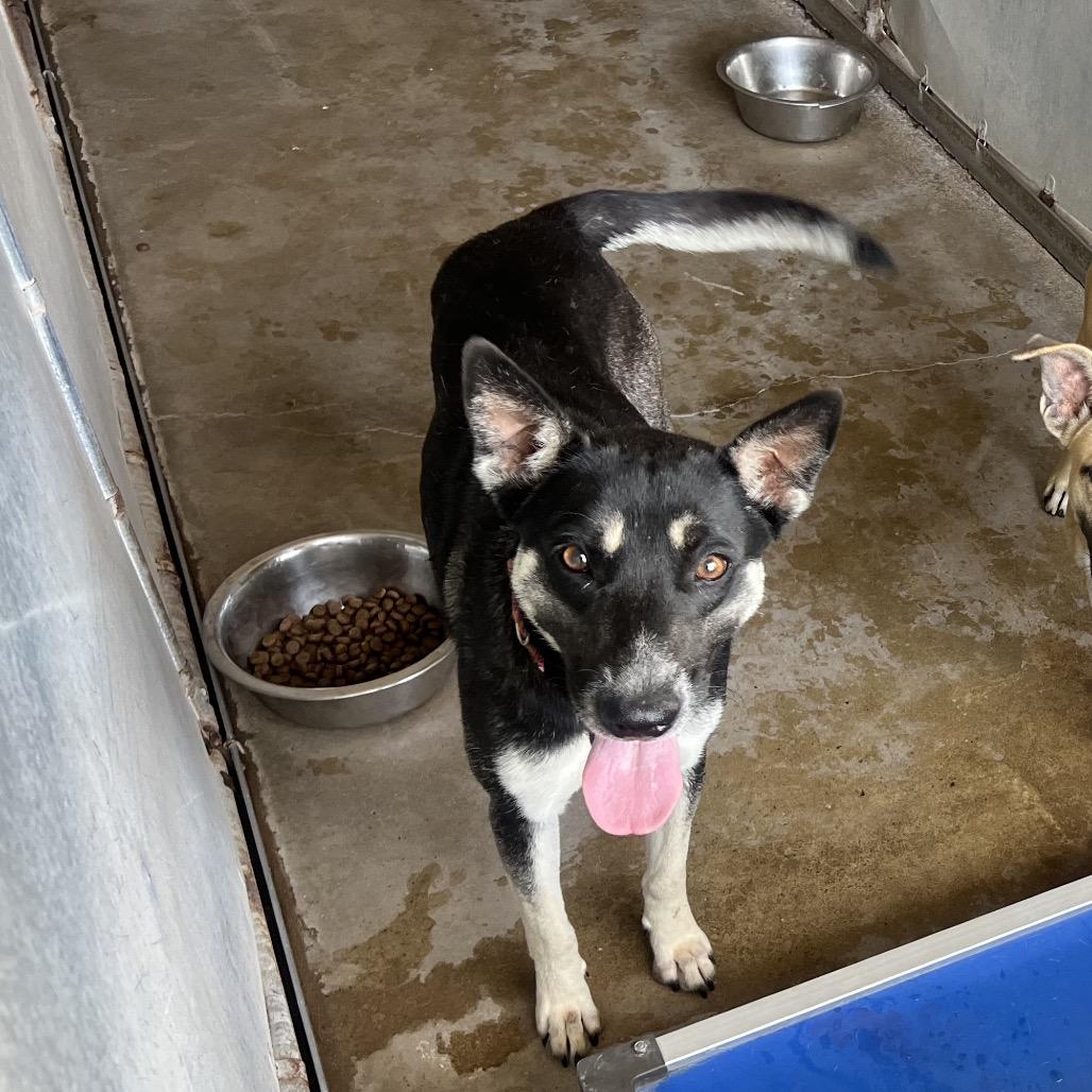 Enlarge Megan, a Adoptable Australian Kelpie in Edinburg, TX image 2/6