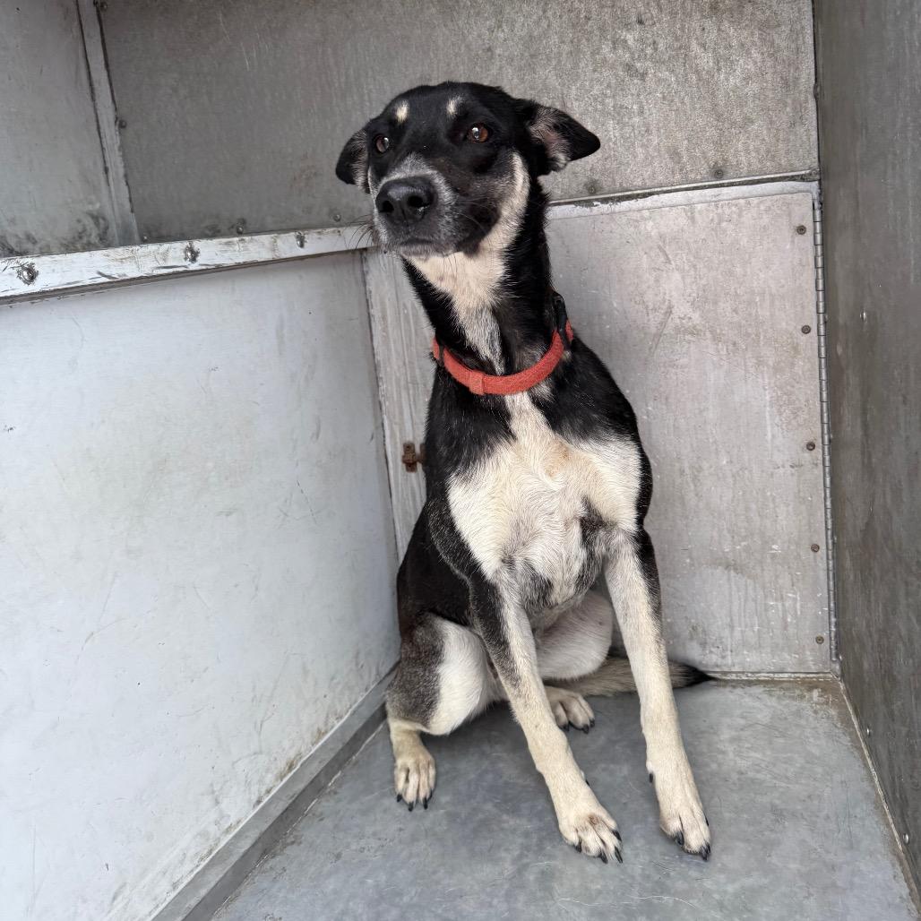 Enlarge Megan, a Adoptable Australian Kelpie in Edinburg, TX image 3/6