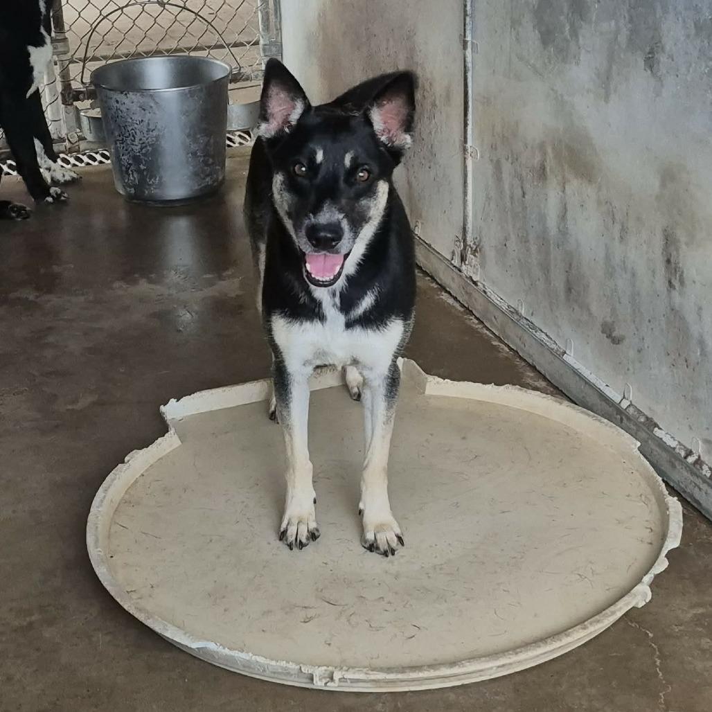 Enlarge Megan, a Adoptable Australian Kelpie in Edinburg, TX image 4/6