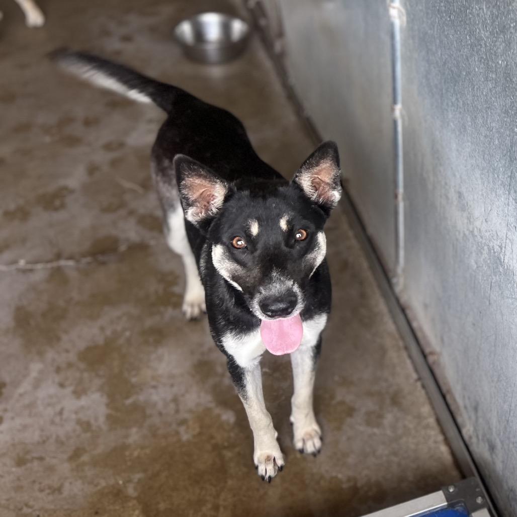 Enlarge Megan, a Adoptable Australian Kelpie in Edinburg, TX image 5/6