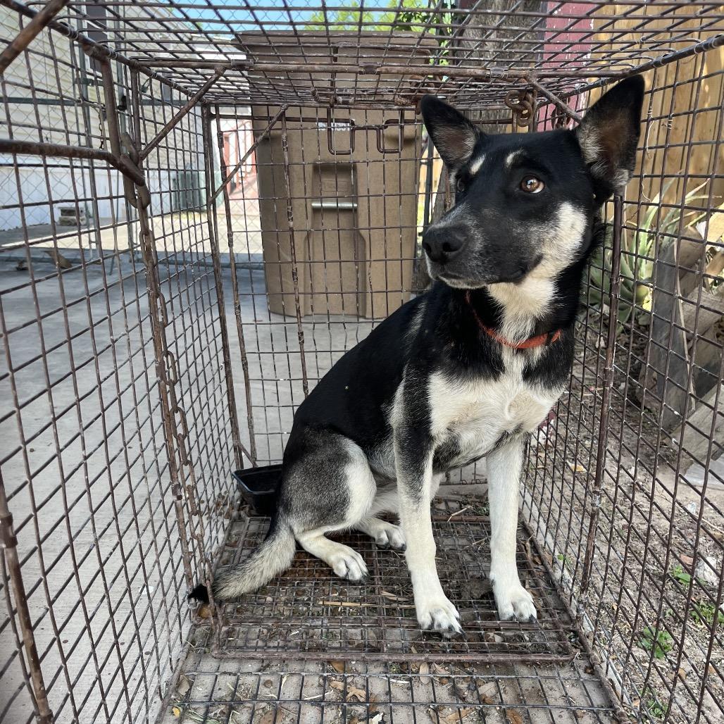 Enlarge Megan, a Adoptable Australian Kelpie in Edinburg, TX image 6/6