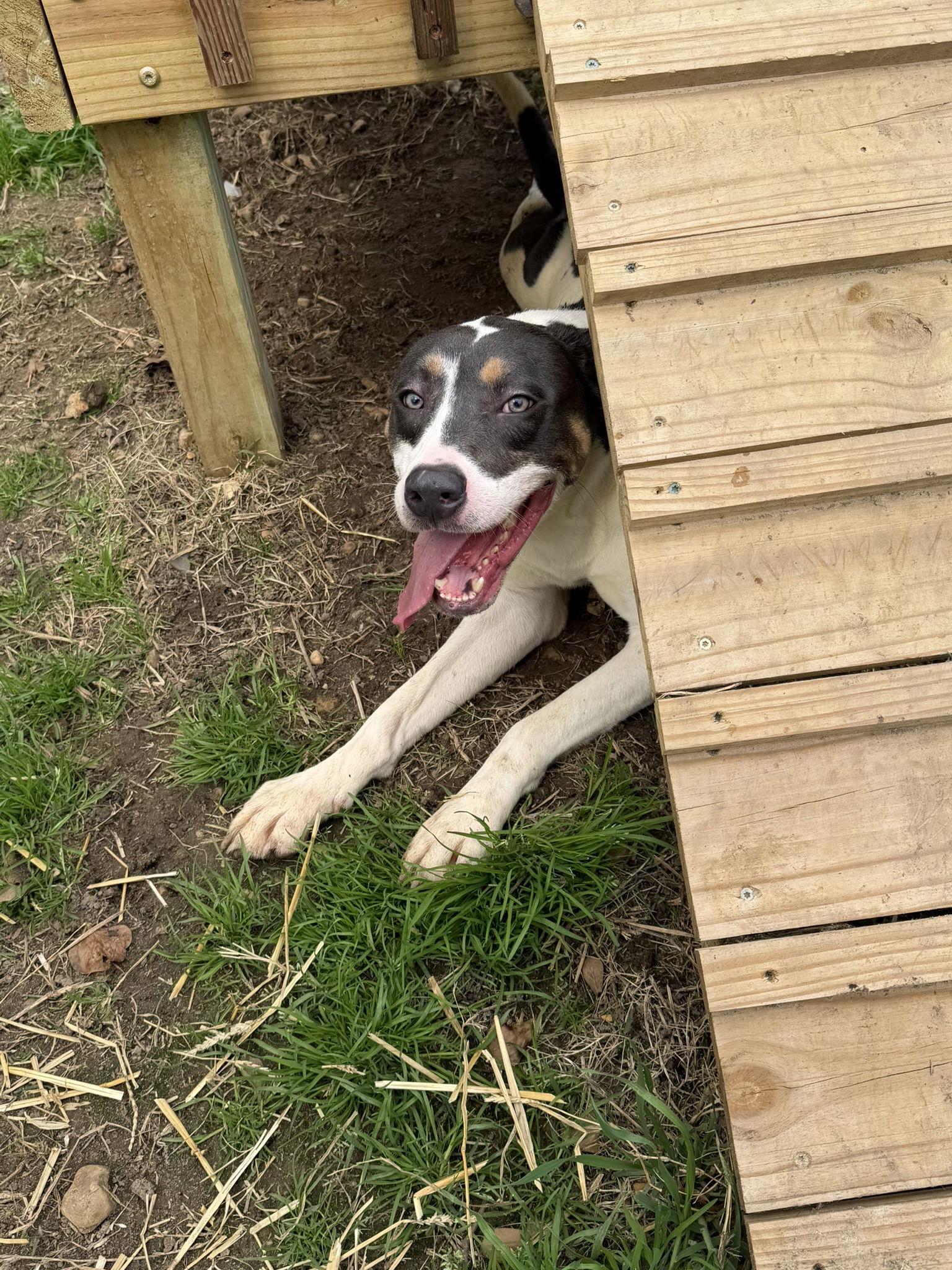 Belmont — thumbnail 2