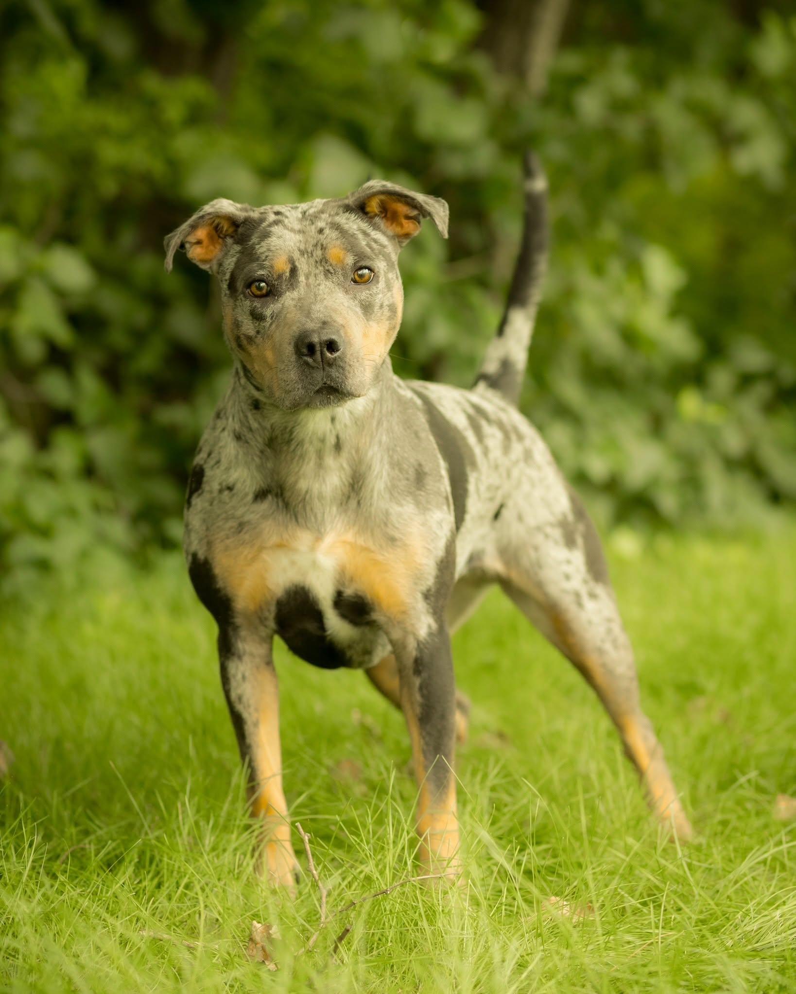 BOOM CHICKA POP (0778), ADOPTABLE, Young Female Catahoula Leopard Dog.