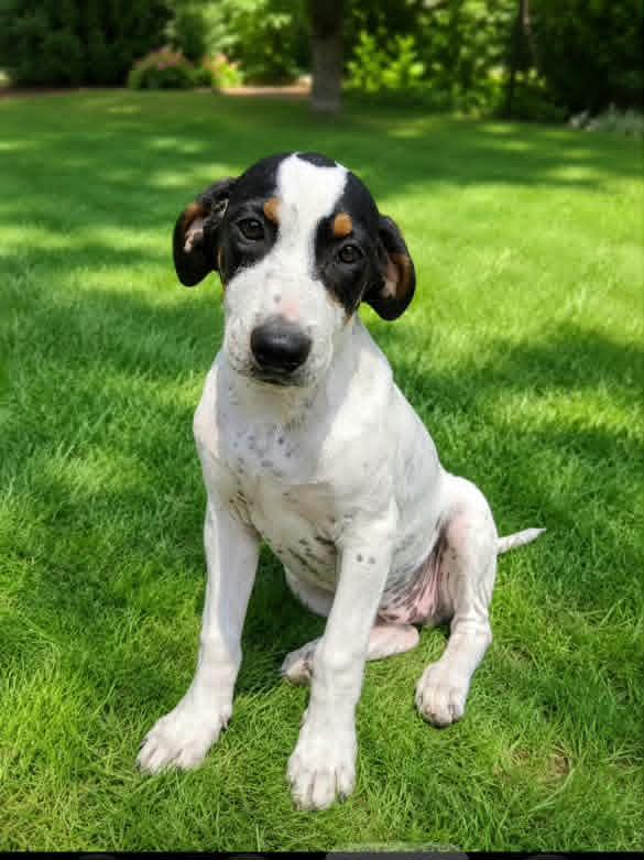 Enlarge Winnie, a ADOPTABLE mixed breed in Groton, CT image 1/1