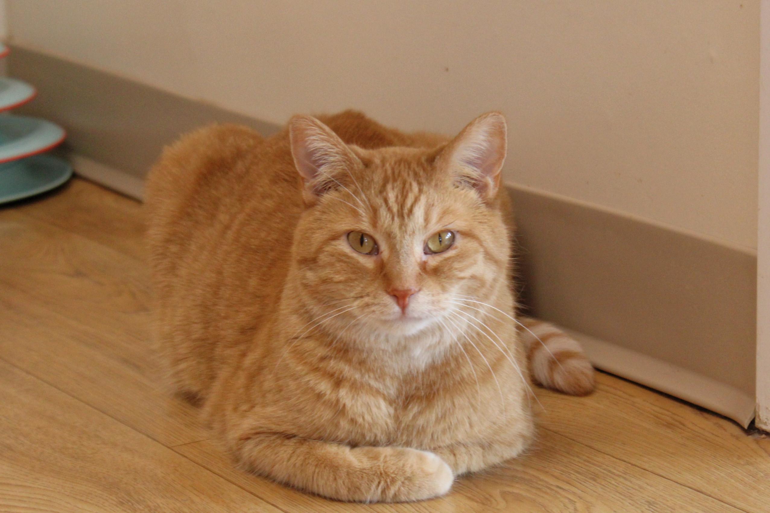 Terry, a Adoptable Tiger in Urbana, OH image 3/6
