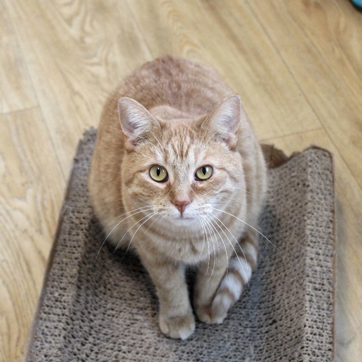 Terry, a Adoptable Tiger in Urbana, OH image 2/6