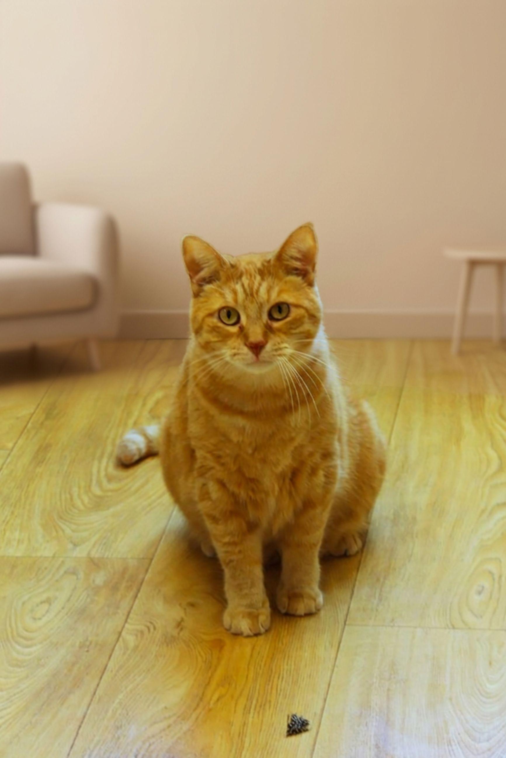 Terry, a Adoptable Tiger in Urbana, OH image 5/6