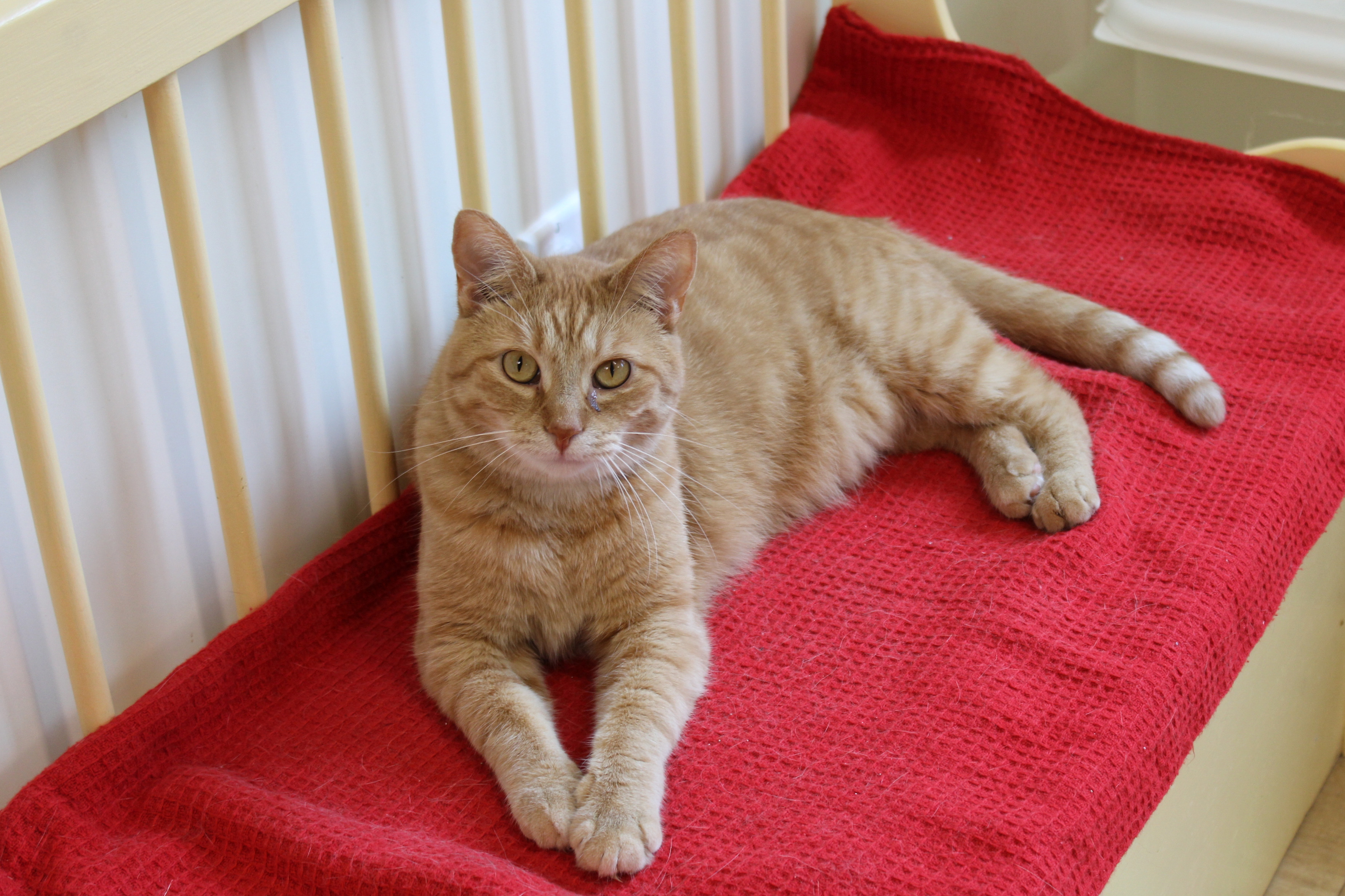 Terry, Adoptable, Adult Male Tiger.