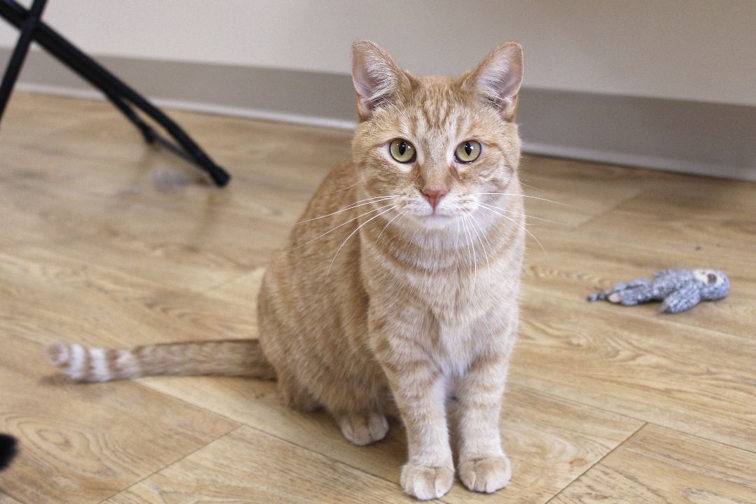 Terry, a Adoptable Tiger in Urbana, OH image 4/6