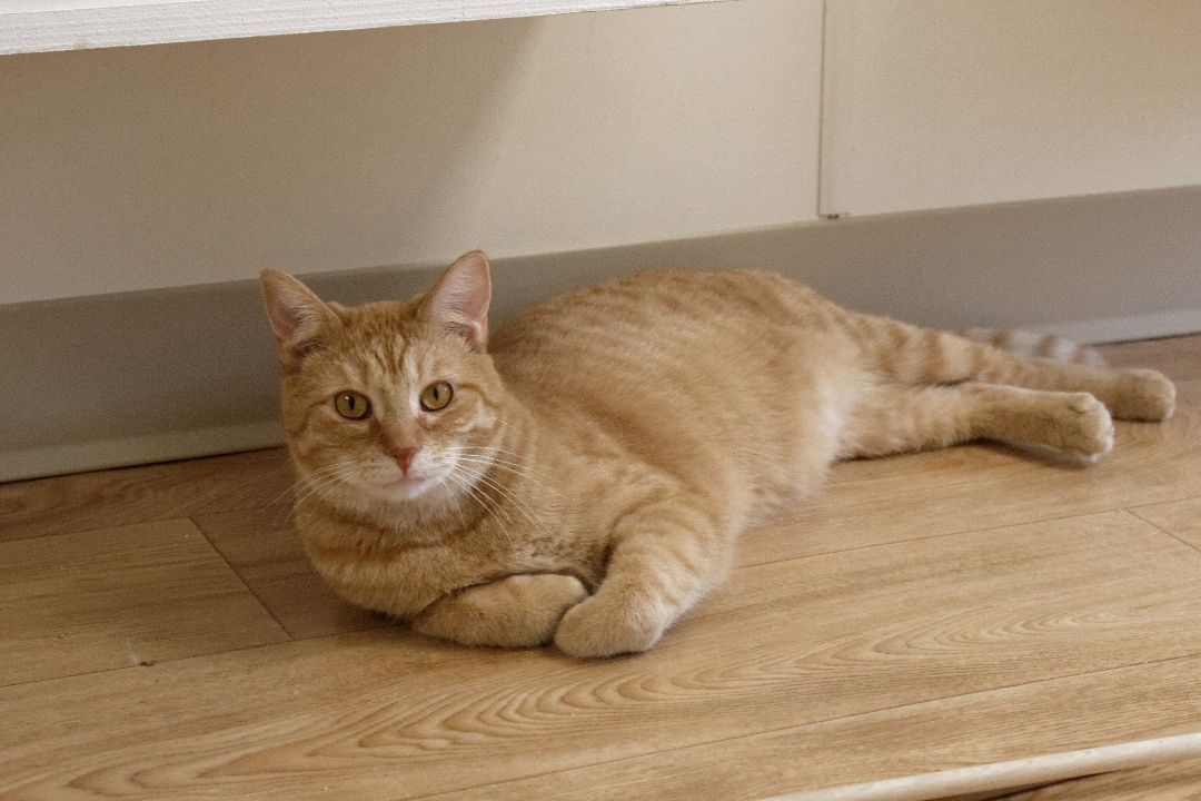 Terry, a Adoptable Tiger in Urbana, OH image 6/6