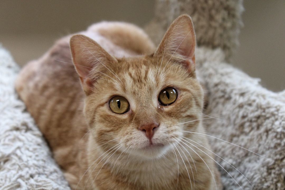 Terry, a Adoptable Tiger in Urbana, OH image 5/6
