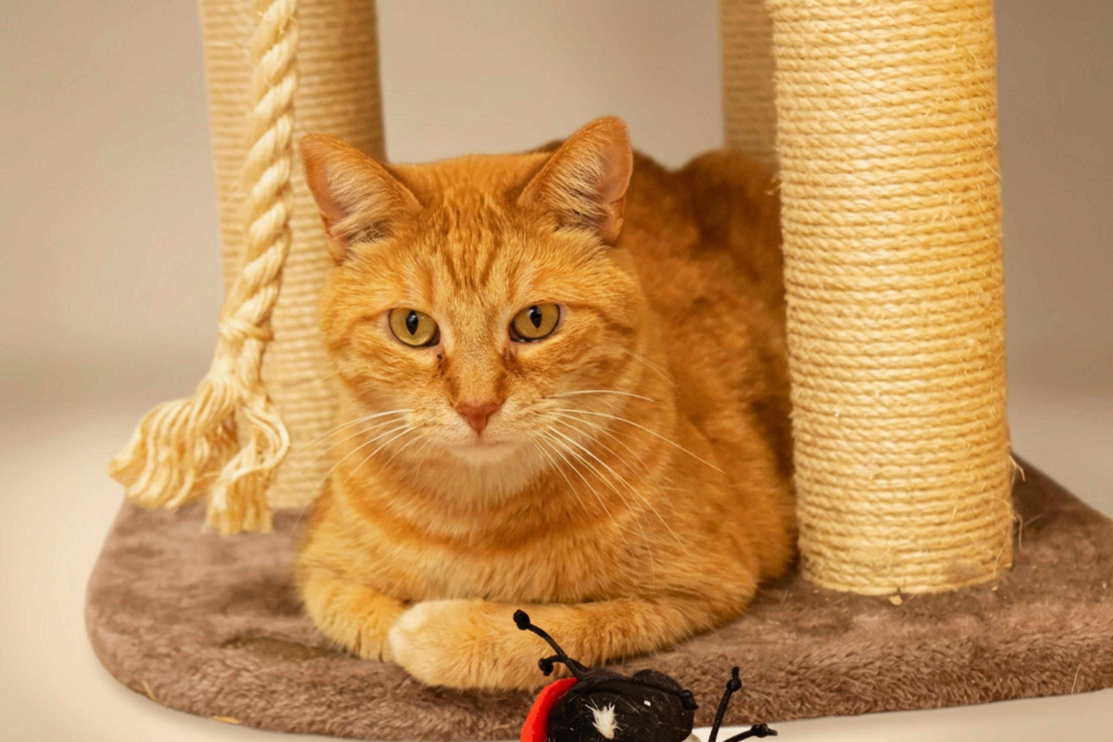 Terry, a Adoptable Tiger in Urbana, OH image 2/6