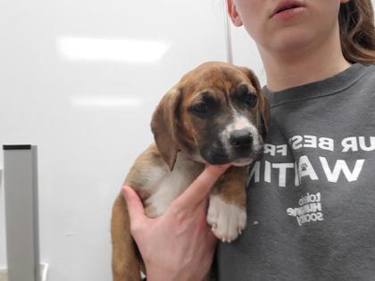 Enlarge Poppy, a Adoptable mixed breed in Maumee, OH image 1/1