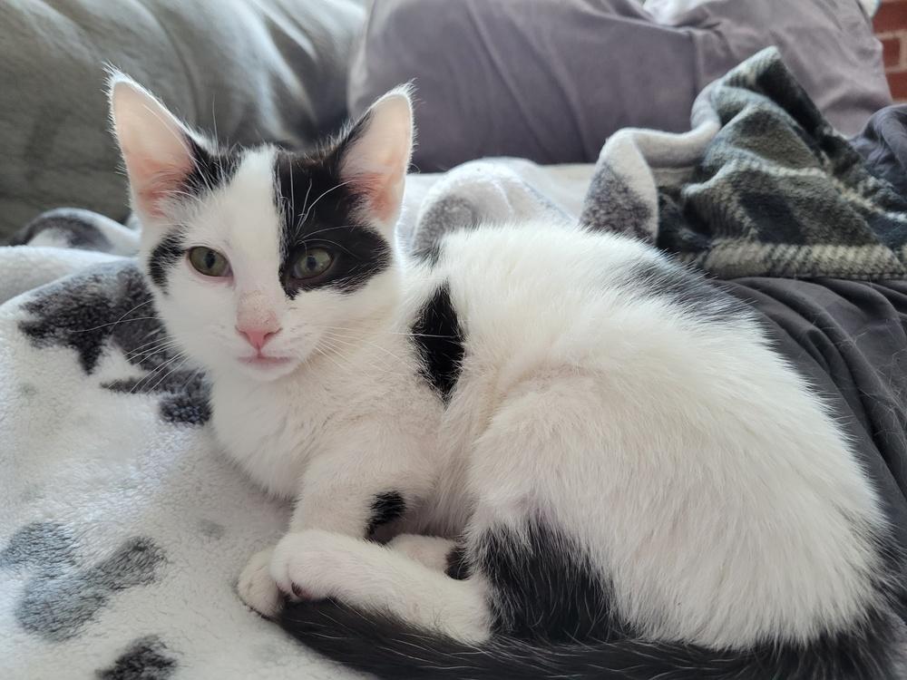 Enlarge Kitten: Peony *Would love a home with another cat friend*, a Adoptable Domestic Short Hair in catonsville , MD image 1/6