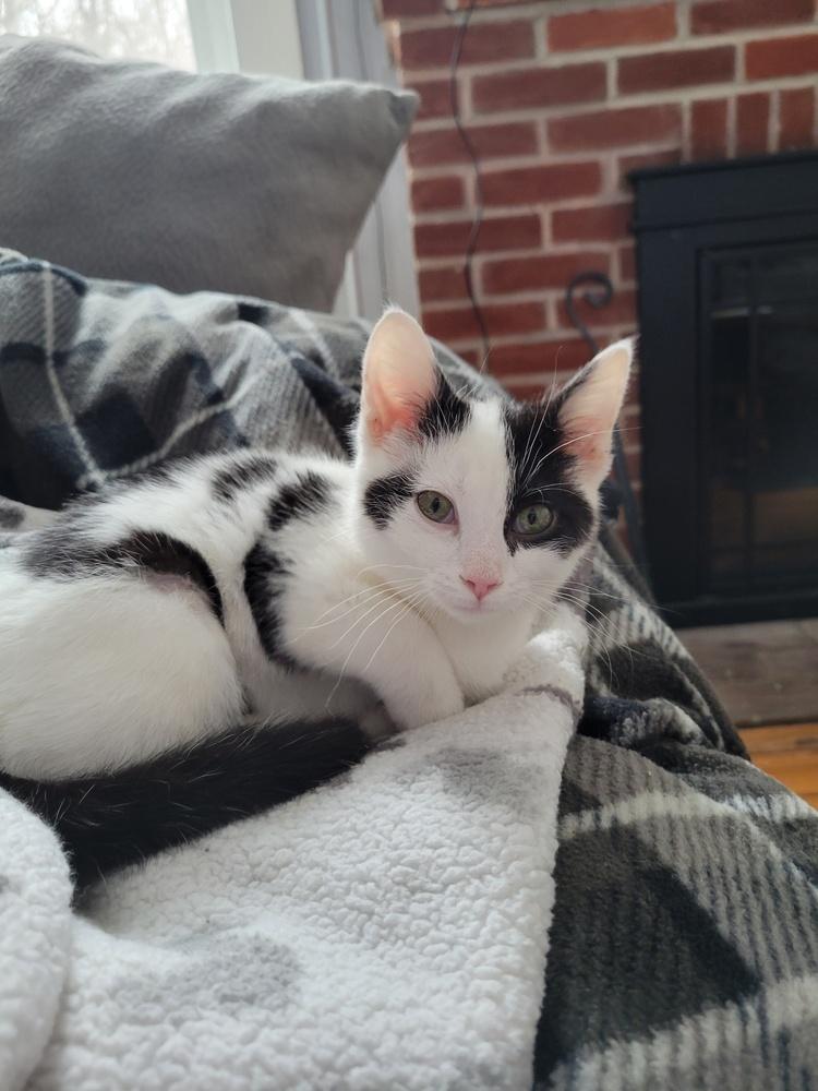 Enlarge Kitten: Peony *Would love a home with another cat friend*, a Adoptable Domestic Short Hair in catonsville , MD image 2/6