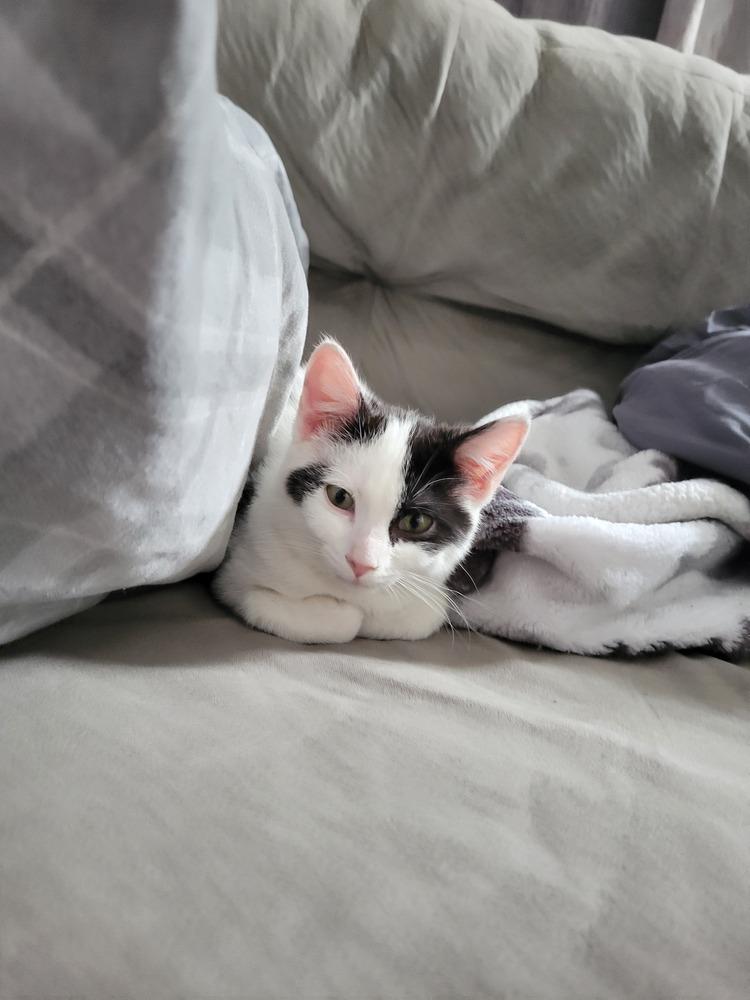 Enlarge Kitten: Peony *Would love a home with another cat friend*, a Adoptable Domestic Short Hair in catonsville , MD image 3/6