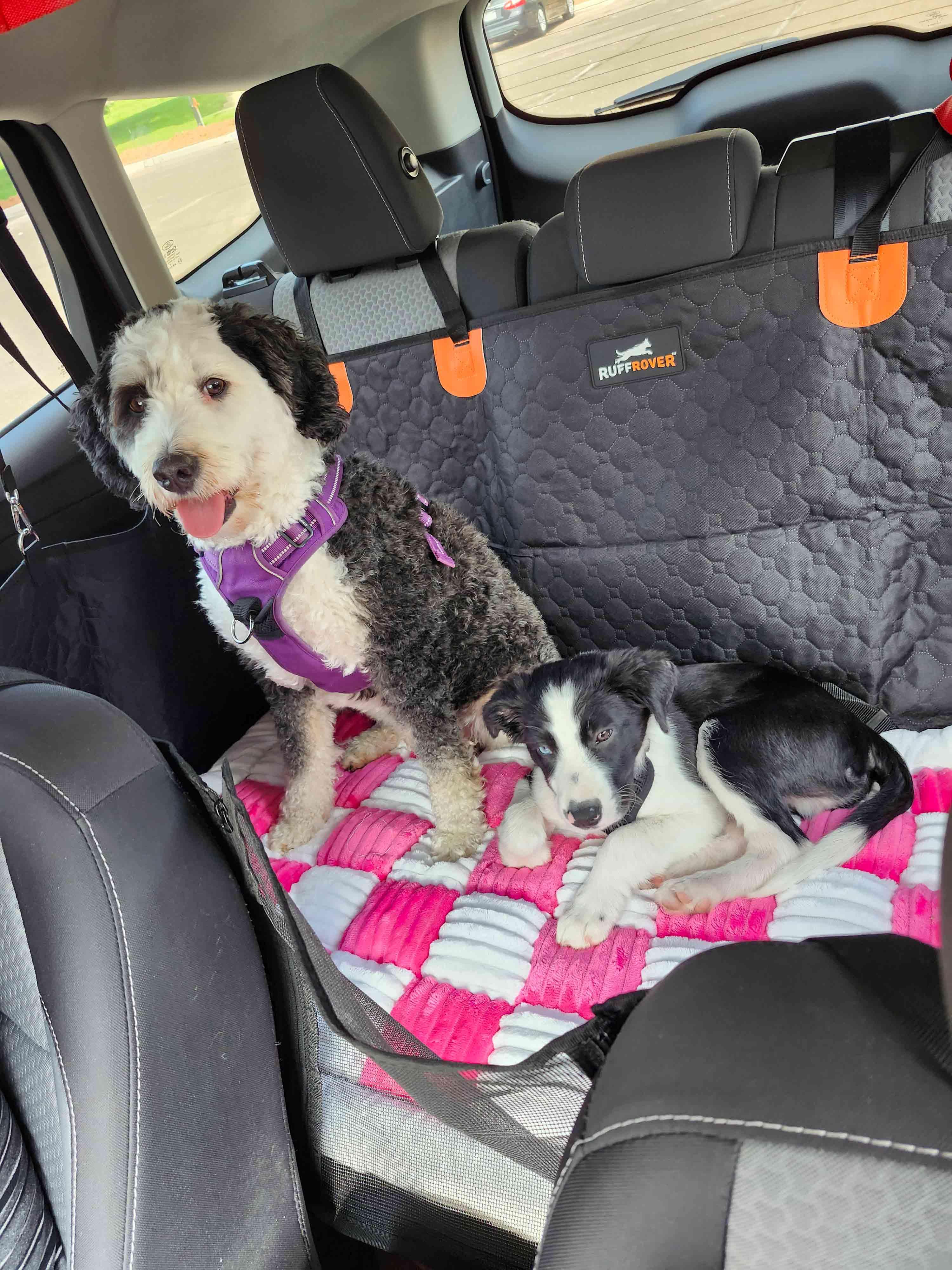 Dudley, Adopted, Puppy Male Border Collie.