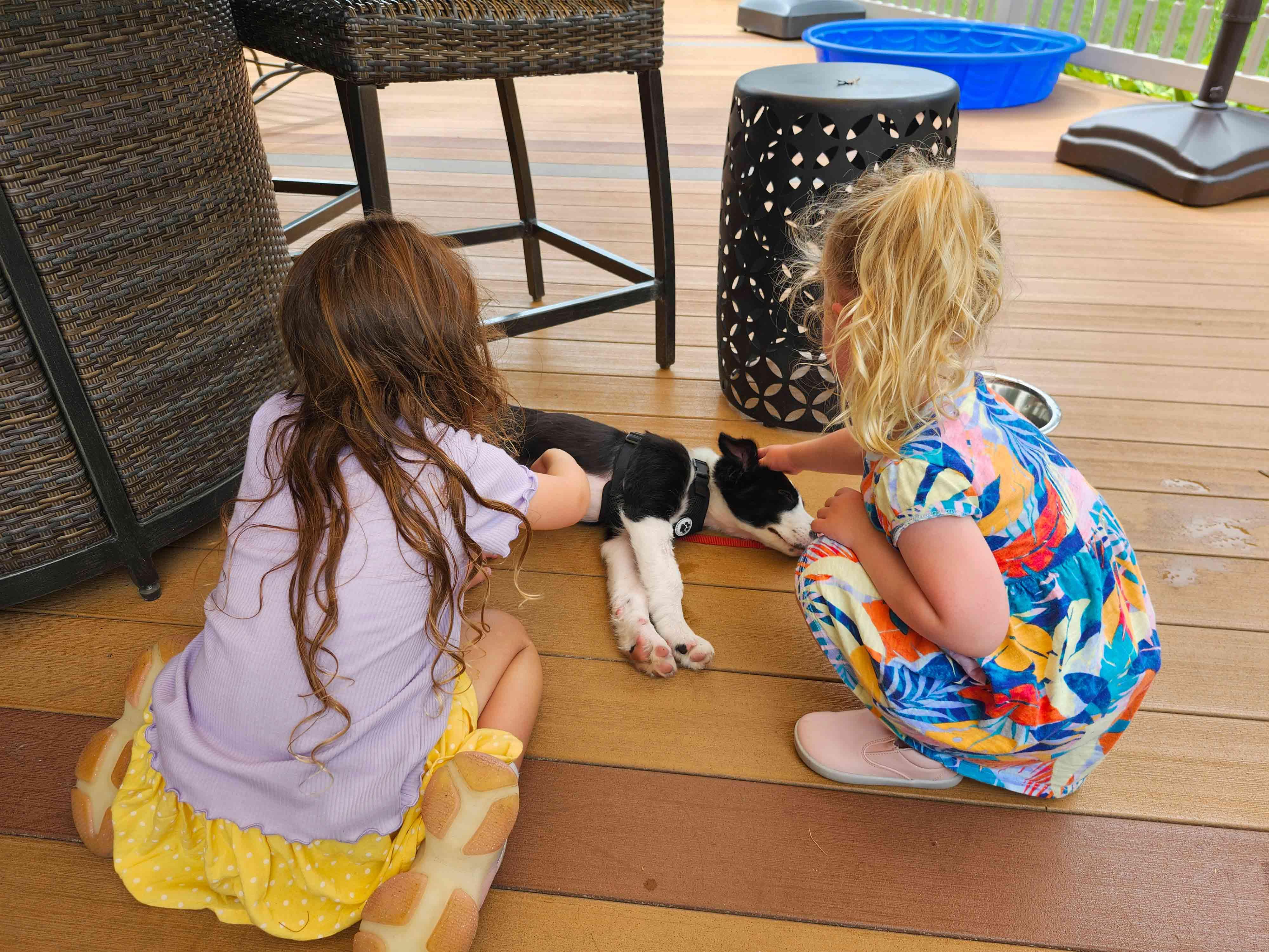 Enlarge Dudley, a Adopted Border Collie in Bridgeton, NJ image 2/4