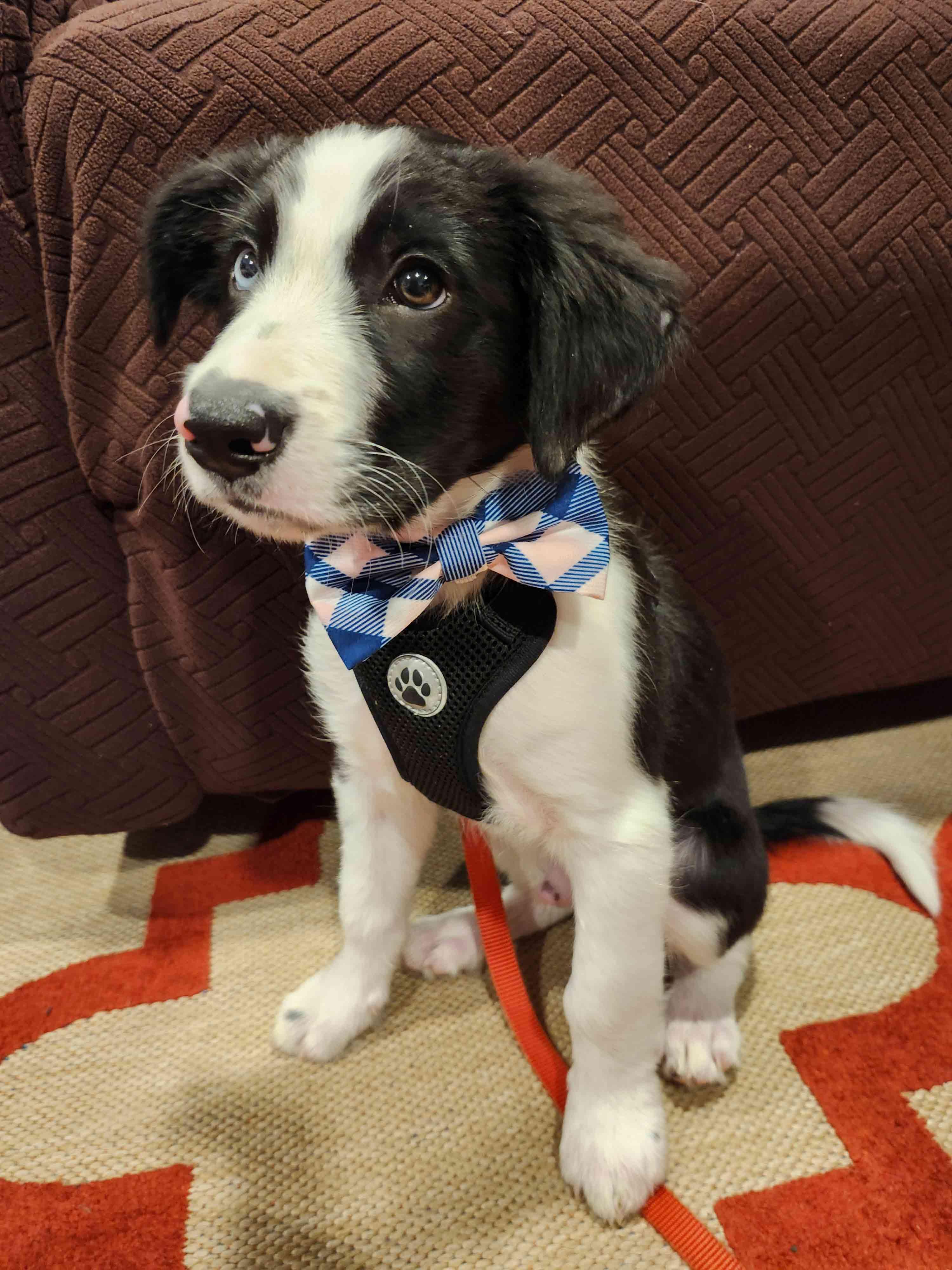 Enlarge Dudley, a Adopted Border Collie in Bridgeton, NJ image 3/4