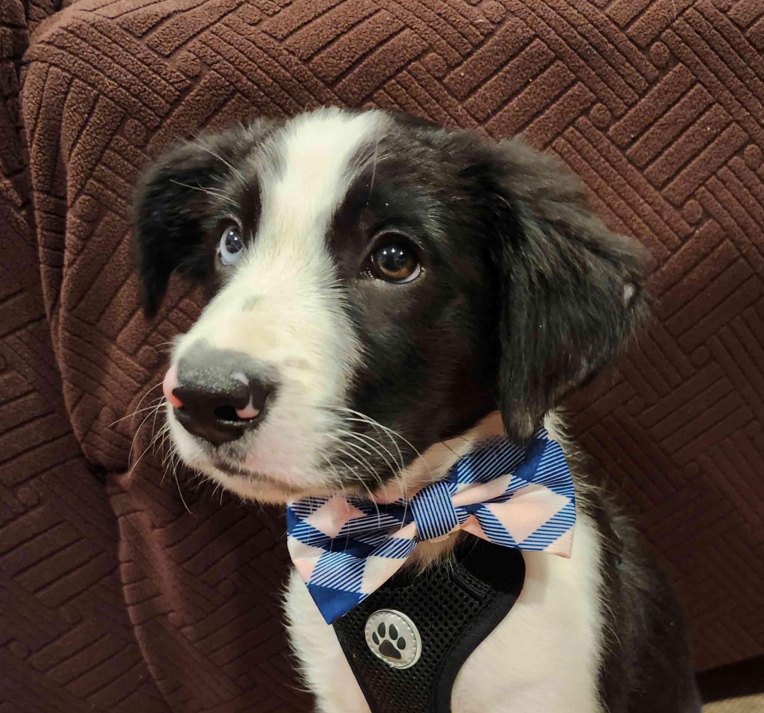 Enlarge Dudley, a Adopted Border Collie in Bridgeton, NJ image 4/4