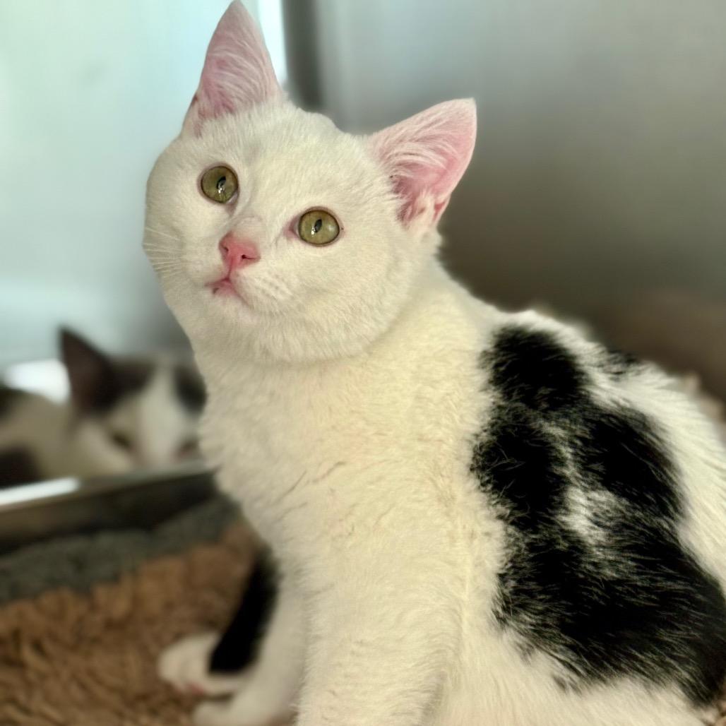 Rory, adopted, Young Male Domestic Short Hair.