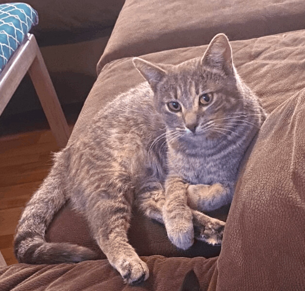 Hazel